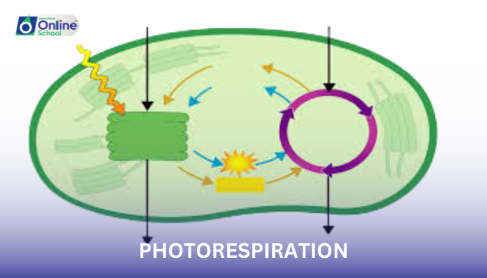 Lesson 11: Understanding Photorespiration